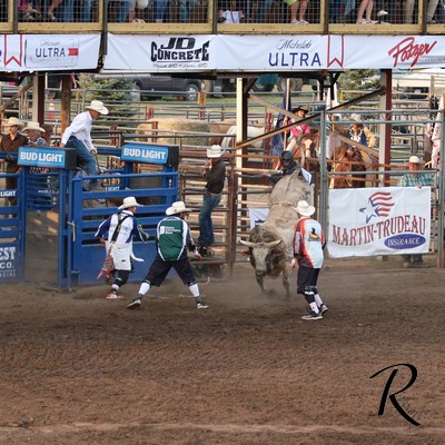 Bulls Image